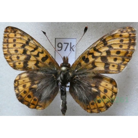 Boloria frigga (Becklin, 1791) Finland97k